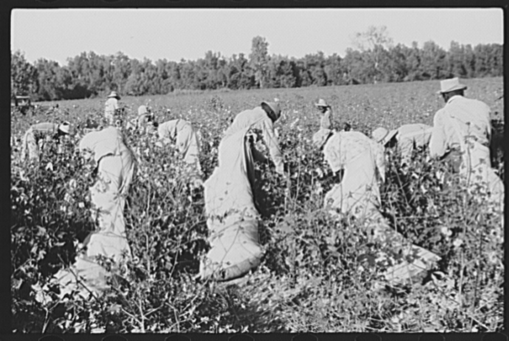 Mississippi cotton