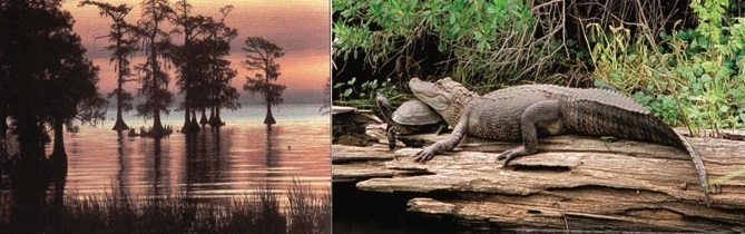 Moerasen met zijn alligators